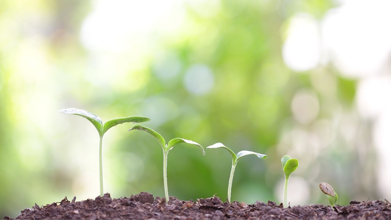 Planting for the future
